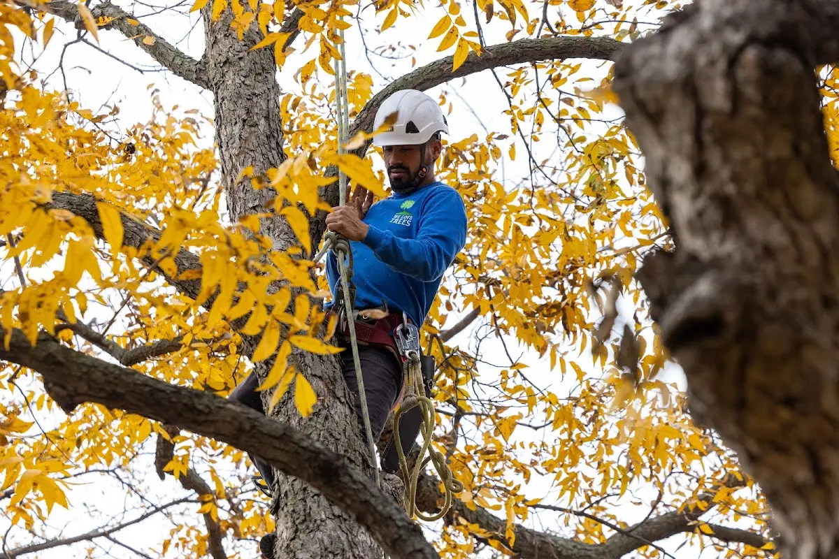 Skilled Tree Transplanting crew working in Felt