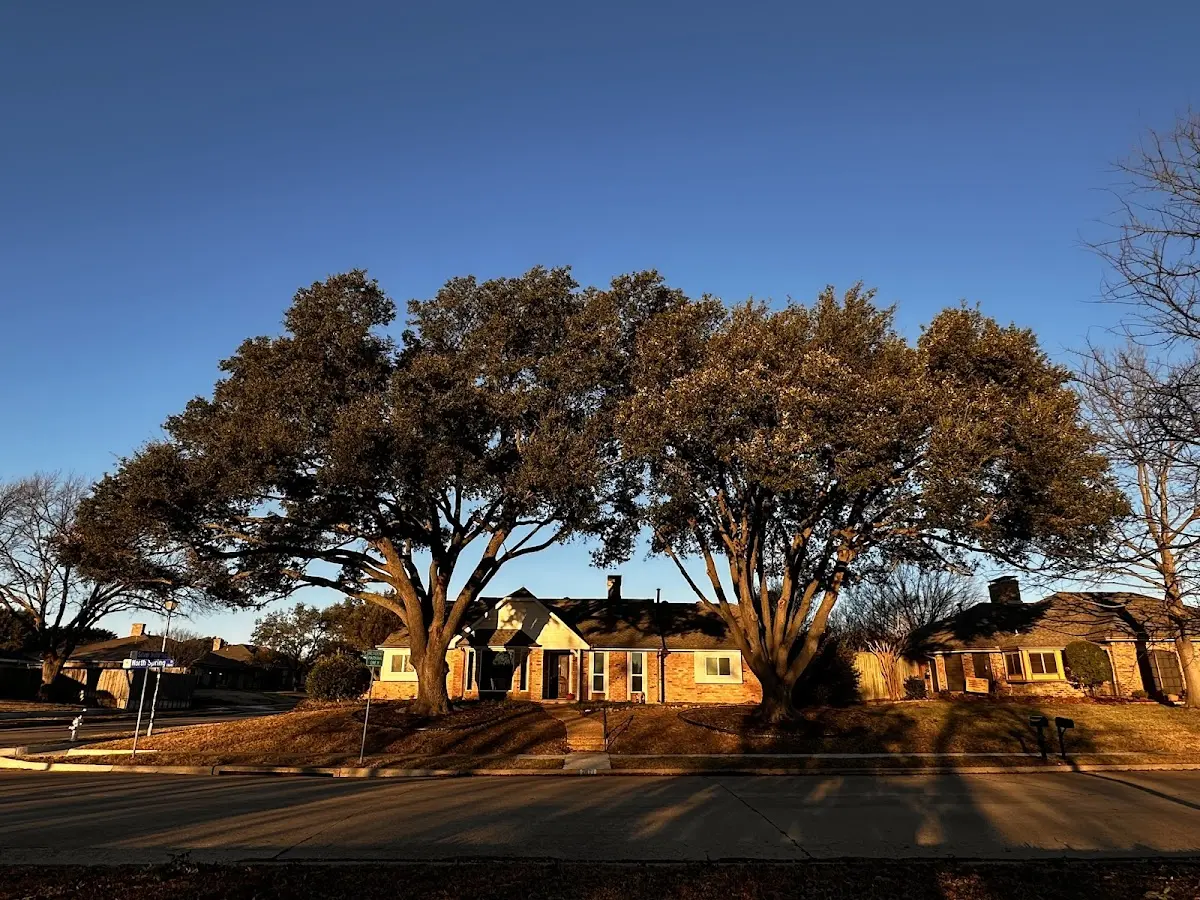 Established residential canopy tree shading a home in Felt